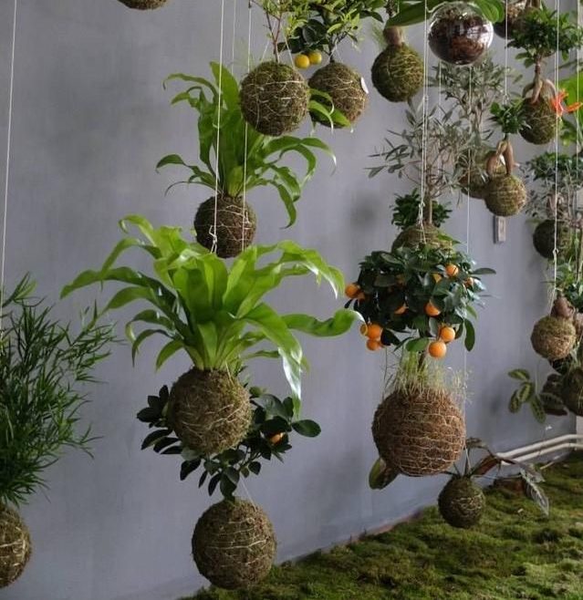 Kokedama