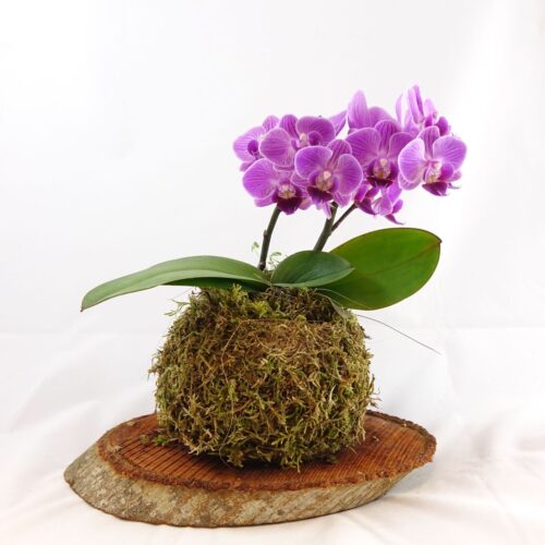 Kokedama con Orchidea